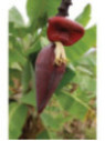 Musa figue sucrée, Bananier frecinette (bananier fruitier)