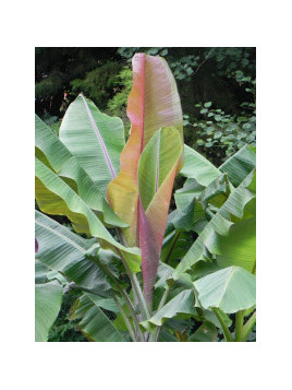 Musa griersonii