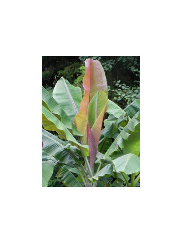 Musa griersonii