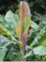 Musa griersonii