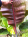 Musa 'Helen's hybride selection®' / Bananier rustique
