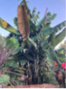 Musa 'Helen's hybride selection®' / Bananier rustique