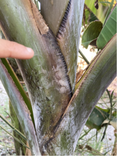 Musa 'Helen's hybride selection®' / Bananier rustique