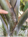 Musa 'Helen's hybride selection®' / Bananier rustique