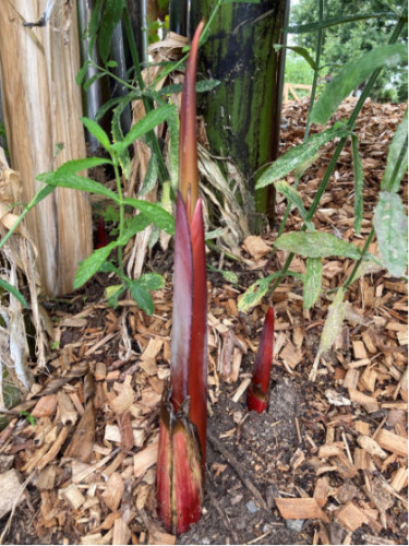 Musa 'Helen's hybride selection®' / Bananier rustique