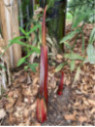 Musa 'Helen's hybride selection®' / Bananier rustique