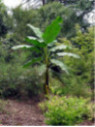 Musa itinerans* Mekong giant  (Bananier)