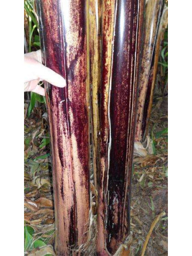 Musa itinerans* Mekong giant  (Bananier)