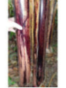 Musa itinerans* Mekong giant  (Bananier)