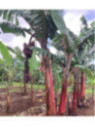 Musa acuminata figue rose naine* (red dacca) / Bananier fruitier