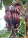 Musa acuminata figue rose naine* (red dacca) / Bananier fruitier
