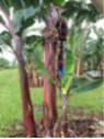 Musa acuminata figue rose naine* (red dacca) / Bananier fruitier