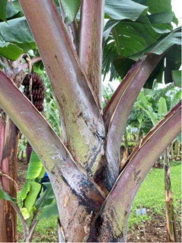 Musa acuminata figue rose naine* (red dacca) / Bananier fruitier