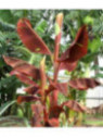 Musa 'Siam ruby'* / Bananier rouge