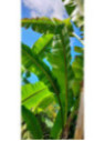Musa sp Tibet/ Bananier Sp 'Tibet'