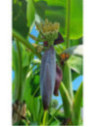 Musa x 'Fruit®'* / Bananier fruitier* rustique fruitier