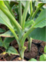 Musa x 'Fruit®'* / Bananier fruitier* rustique fruitier