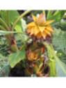 Musella lasiocarpa / Bananier nain 'lotus d'or'