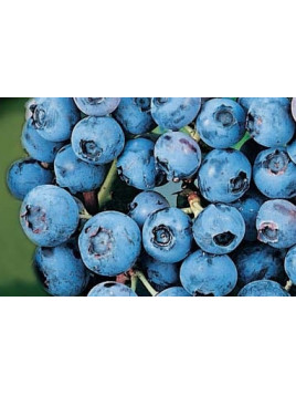 Vaccinium corymbosum 'Bluecrop' / Myrtillier