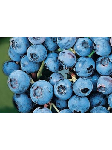 Vaccinium corymbosum 'Bluecrop' / Myrtillier