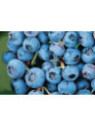 Vaccinium corymbosum 'Bluecrop' / Myrtillier