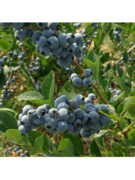 Vaccinium corymbosum 'Elliott' / Myrtillier