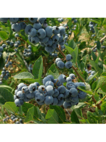 Vaccinium corymbosum 'Elliott' / Myrtillier