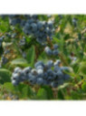 Vaccinium corymbosum 'Elliott' / Myrtillier