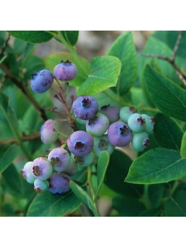 Vaccinium corymbosum ‘Ivanhoe’ / Myrtillier