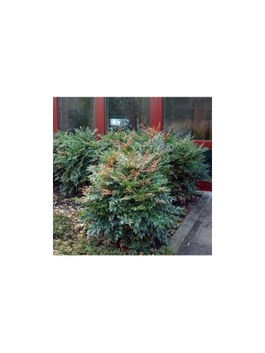 Nandina Domestica gulf stream