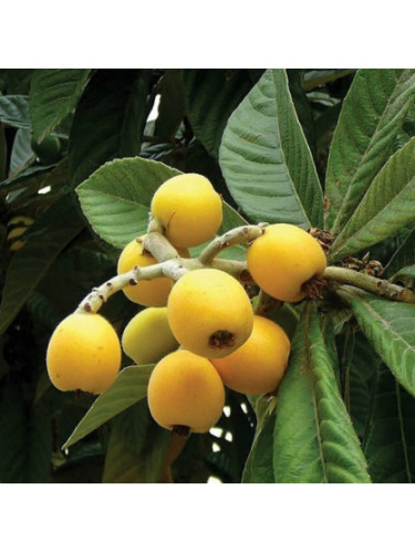 Eriobotrya japonica 'Algerino' /Néflier du Japon greffé/ Bibacier