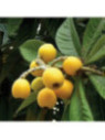 Eriobotrya japonica 'Algerino' /Néflier du Japon greffé/ Bibacier