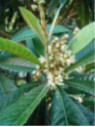 Eriobotrya japonica / Neflier du japon