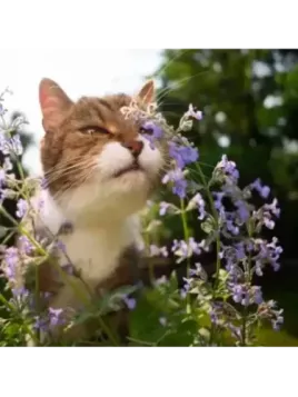 Nepeta nervosa, Cataire, Menthe des chats, Népéta nervurée