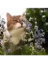 Nepeta nervosa, Cataire, Menthe des chats, Népéta nervurée