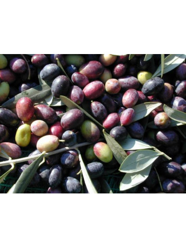 Olea 'Cailletier' / Olivier à fruit