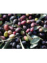 Olea 'Cailletier' / Olivier à fruit