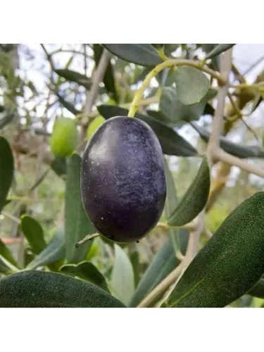 Olea 'Frantoio' / Olivier à fruit