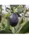 Olea 'Frantoio' / Olivier à fruit