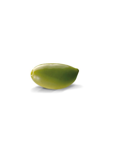 Olea 'Parajero' / Olivier à fruit