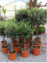 Olea europea / Olivier
