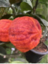 Citrus x sinensis 'Arcobal' / Oranger