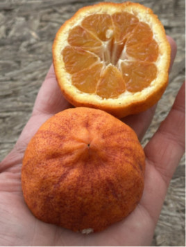 Citrus x sinensis 'Arcobal' / Oranger