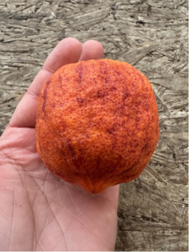 Citrus x sinensis 'Arcobal' / Oranger