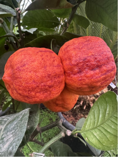 Citrus x sinensis 'Arcobal' / Oranger