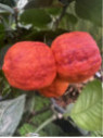 Citrus x sinensis 'Arcobal' / Oranger