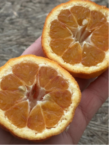 Citrus x sinensis 'Arcobal' / Oranger