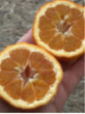 Citrus x sinensis 'Arcobal' / Oranger