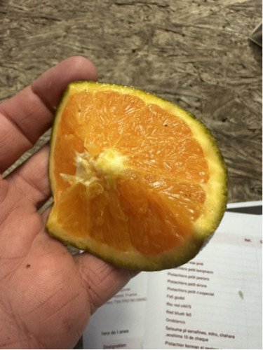 Citrus x sinensis navel 'Chocolat' / Oranger