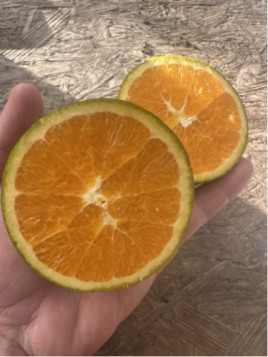 Citrus x sinensis 'Lanelate' / Oranger